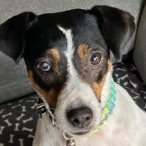 Bodeguero Mischling Nami, 05/2023, ca. 40 cm, 55411 Bingen-Kempten