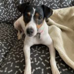 Bodeguero Mischling Nami, 05/2023, ca. 40 cm, 55411 Bingen-Kempten