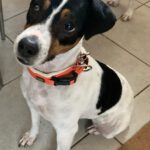 Bodeguero Mischling Nami, 05/2023, ca. 40 cm, 55411 Bingen-Kempten