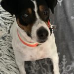 Bodeguero Mischling Nami, 05/2023, ca. 40 cm, 55411 Bingen-Kempten