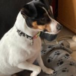 Bodeguero Mischling Nami, 05/2023, ca. 40 cm, 55411 Bingen-Kempten