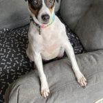 Bodeguero Mischling Nami, 05/2023, ca. 40 cm, 55411 Bingen-Kempten