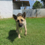 Deutscher Schäferhund Nayla, 07/2020, ca. 65 cm