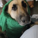 Deutscher Schäferhund Nayla, 07/2020, ca. 65 cm