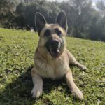 Deutscher Schäferhund Nayla, 07/2020, ca. 65 cm