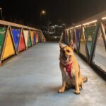 Deutscher Schäferhund Nayla, 07/2020, ca. 65 cm