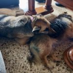 Deutscher Schäferhund Nayla, 07/2020, ca. 65 cm