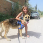 Deutscher Schäferhund Nayla, 07/2020, ca. 65 cm