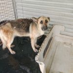 Deutscher Schäferhund Nayla, 07/2020, ca. 65 cm