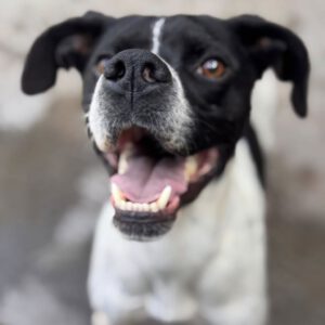 Pointer Negro, 07/2024, ca. 45 cm