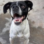 Pointer Negro, 07/2024, ca. 45 cm