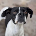 Pointer Negro, 07/2024, ca. 45 cm