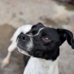 Pointer Negro, 07/2024, ca. 45 cm