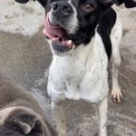 Pointer Negro, 07/2024, ca. 45 cm