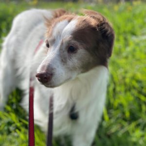 Spaniel Mischling Neileen, 01/2018, ca. 40 cm