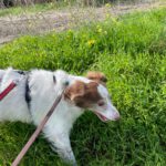 Spaniel Mischling Neileen, 01/2018, ca. 40 cm