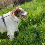 Spaniel Mischling Neileen, 01/2018, ca. 40 cm