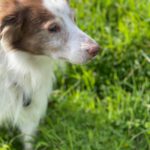 Spaniel Mischling Neileen, 01/2018, ca. 40 cm