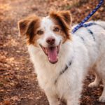 Mischling Neileen, 01/2018, ca. 40 cm, 29473 Göhrde