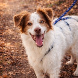 Mischling Neileen, 01/2018, ca. 40 cm, 29473 Göhrde