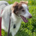 Spaniel Mischling Neileen, 01/2018, ca. 40 cm