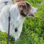 Spaniel Mischling Neileen, 01/2018, ca. 40 cm