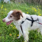 Spaniel Mischling Neileen, 01/2018, ca. 40 cm