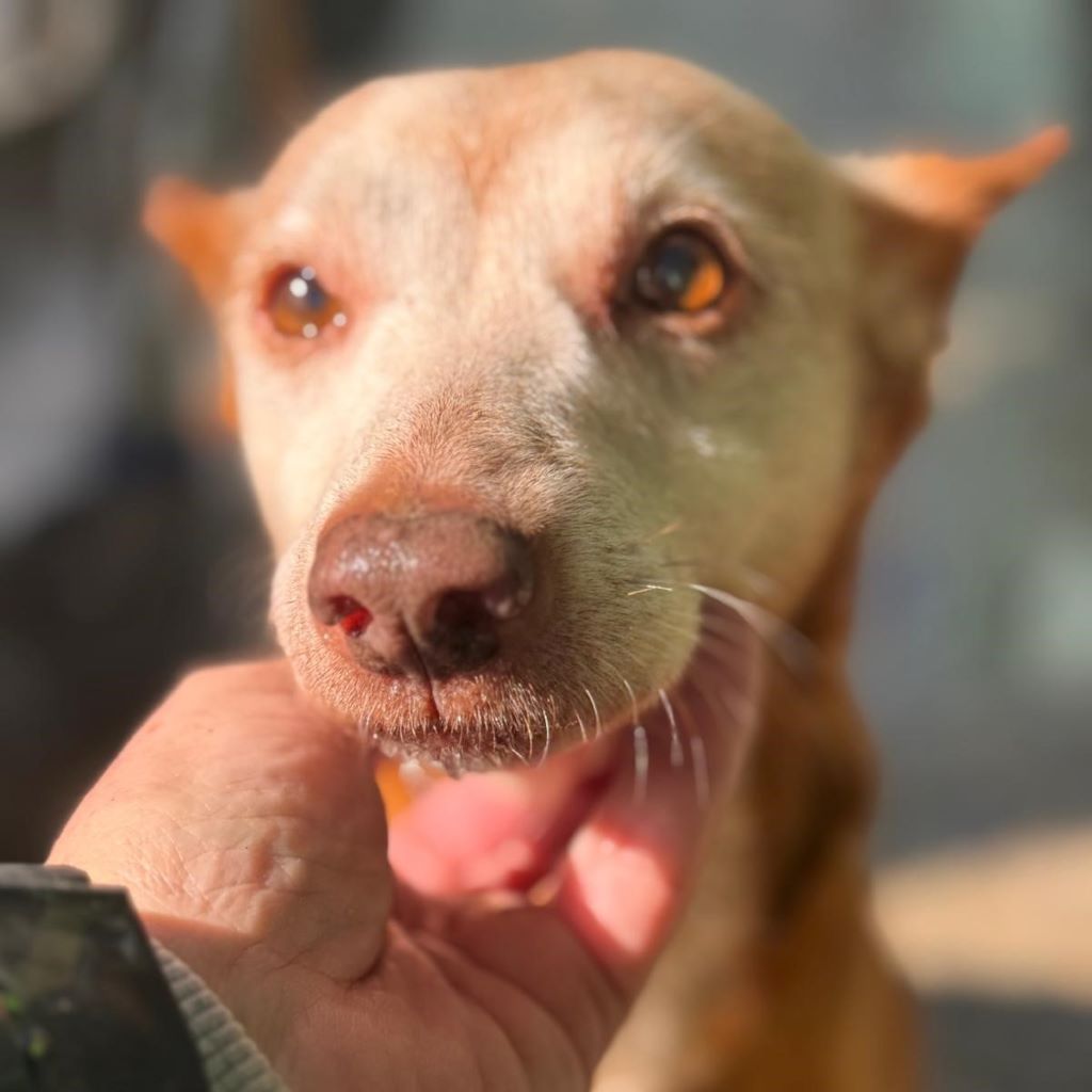 Podenco Neli, 06/2013, ca. 40 cm