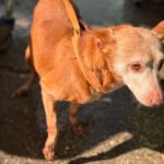 Podenco Neli, 06/2013, ca. 40 cm