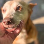 Podenco Neli, 06/2013, ca. 40 cm