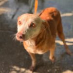 Podenco Neli, 06/2013, ca. 40 cm