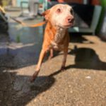 Podenco Neli, 06/2013, ca. 40 cm