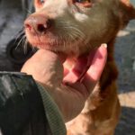 Podenco Neli, 06/2013, ca. 40 cm