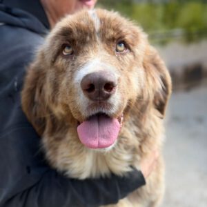 Mastin Mischling Nessie, 04/2025, Endgröße ca. 65 cm