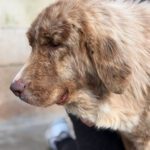 Mastin Mischling Nessie, 04/2025, Endgröße ca. 65 cm