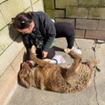 Mastin Mischling Nessie, 04/2025, Endgröße ca. 65 cm