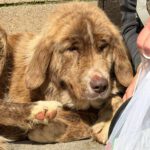 Mastin Mischling Nessie, 04/2025, Endgröße ca. 65 cm