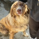 Mastin Mischling Nessie, 04/2025, Endgröße ca. 65 cm