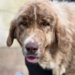 Mastin Mischling Nessie, 04/2025, Endgröße ca. 65 cm