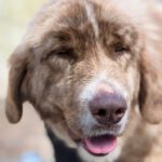 Mastin Mischling Nessie, 04/2025, Endgröße ca. 65 cm