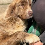 Mastin Mischling Nessie, 04/2025, Endgröße ca. 65 cm