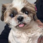 Shih Tzu Niebla, 04/2022, ca. 25 cm