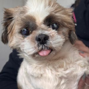 Shih Tzu Niebla, 04/2022, ca. 25 cm