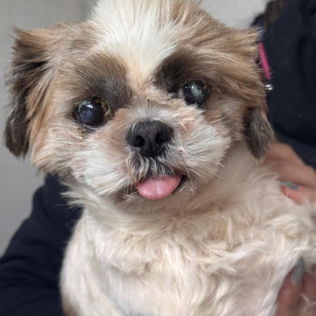 Shih Tzu Niebla, 04/2022, ca. 25 cm