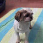 Shih Tzu Niebla, 04/2022, ca. 25 cm