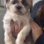 Shih Tzu Niebla, 04/2022, ca. 25 cm