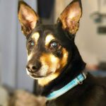 Pinscher Mischling Norman, 08/2021, ca. 30 cm, 61191 Rosbach vor der Höhe