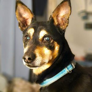 Pinscher Mischling Norman, 08/2021, ca. 30 cm, 61191 Rosbach vor der Höhe