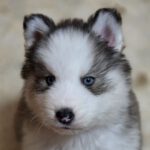 Husky Olaf,11/2025, Endgröße ca. 60 cm