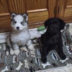 Husky Olaf,11/2025, Endgröße ca. 60 cm